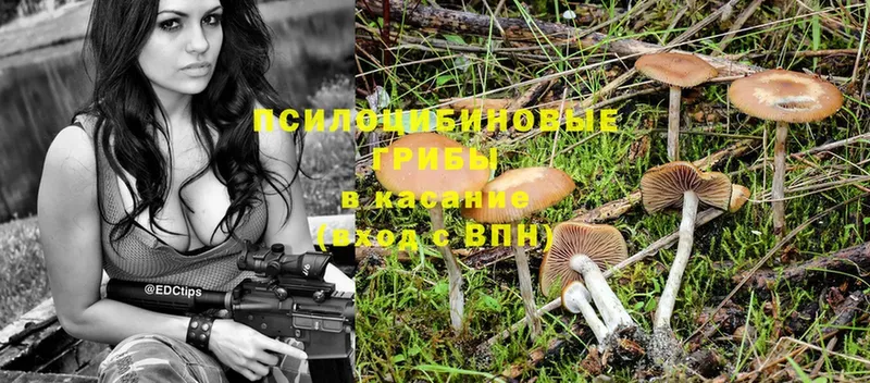 ссылка на мегу tor  Жуковский  Галлюциногенные грибы Psilocybe 